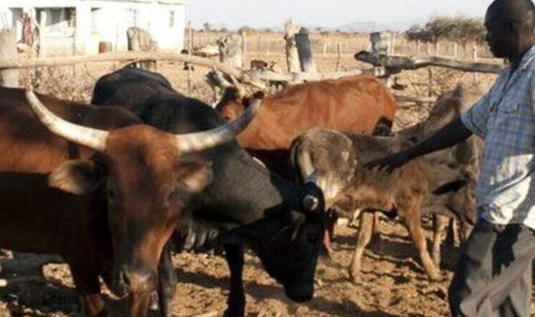 Why a Zimbabwean firm offers pensions denominated in cows