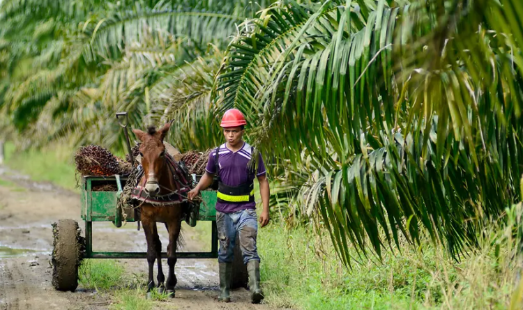 Ghana provides affordable pensions for farmers